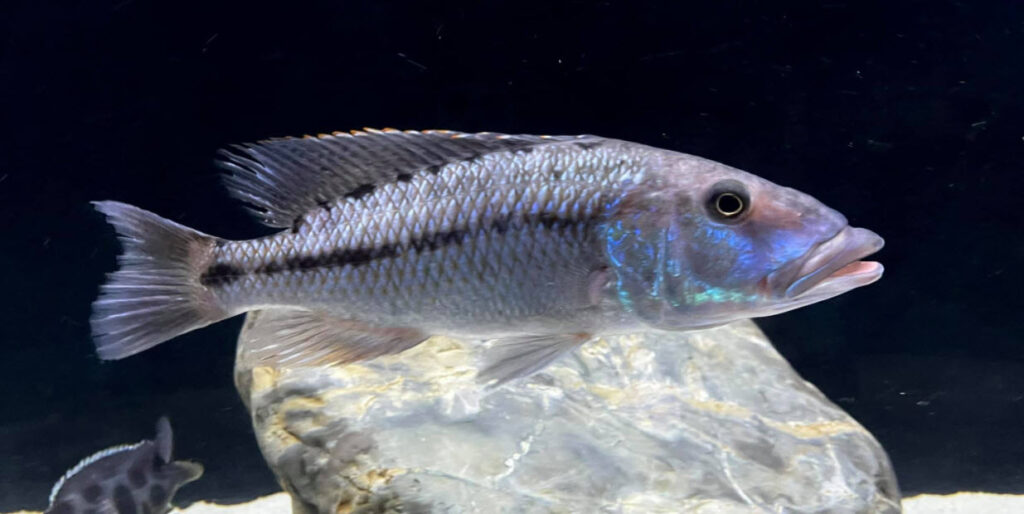 Tyrannochromis maculiceps