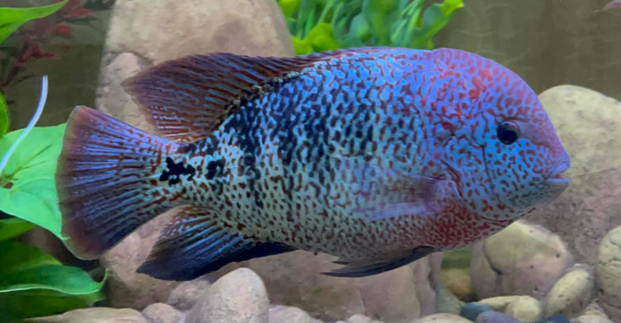 Vieja zonatus