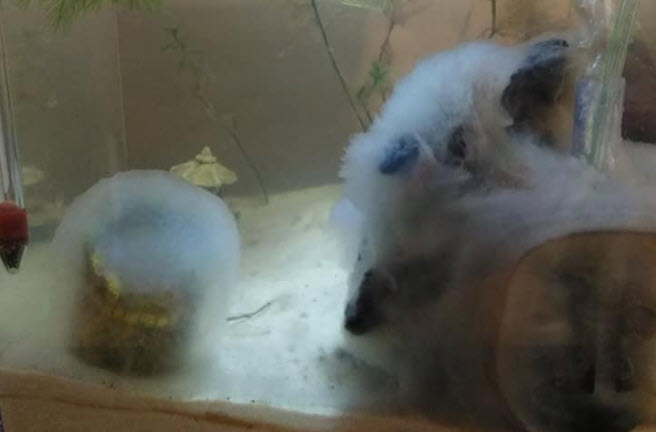 White Cotton in the Aquarium
