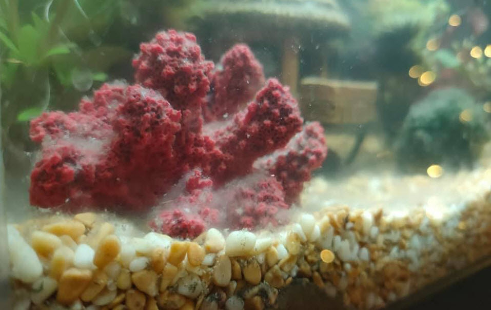 White Stuff in the Aquarium