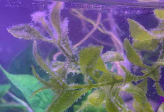 White Coating in the Aquarium