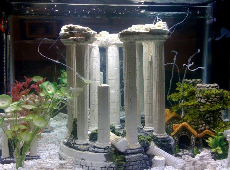 White Streamers in the Aquarium
