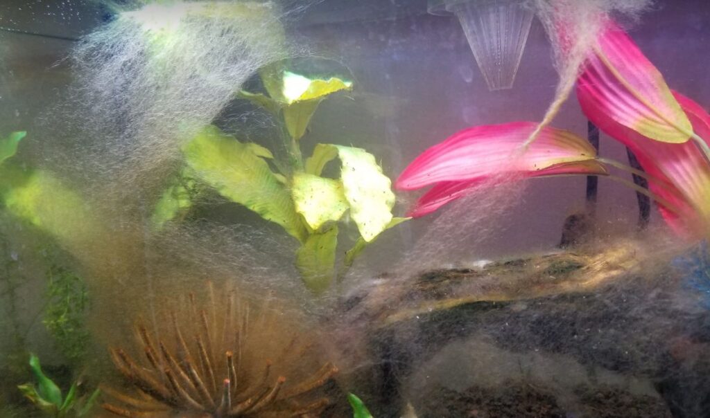 White Mold in the Aquarium