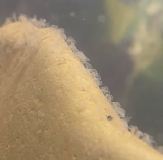 A Large Stentor Colony