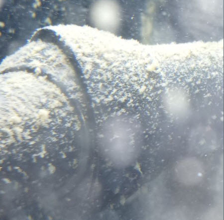 White Tufts in an Aquarium