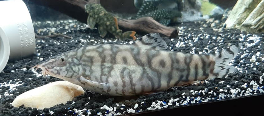 Botia almorhae Yoyo Loach