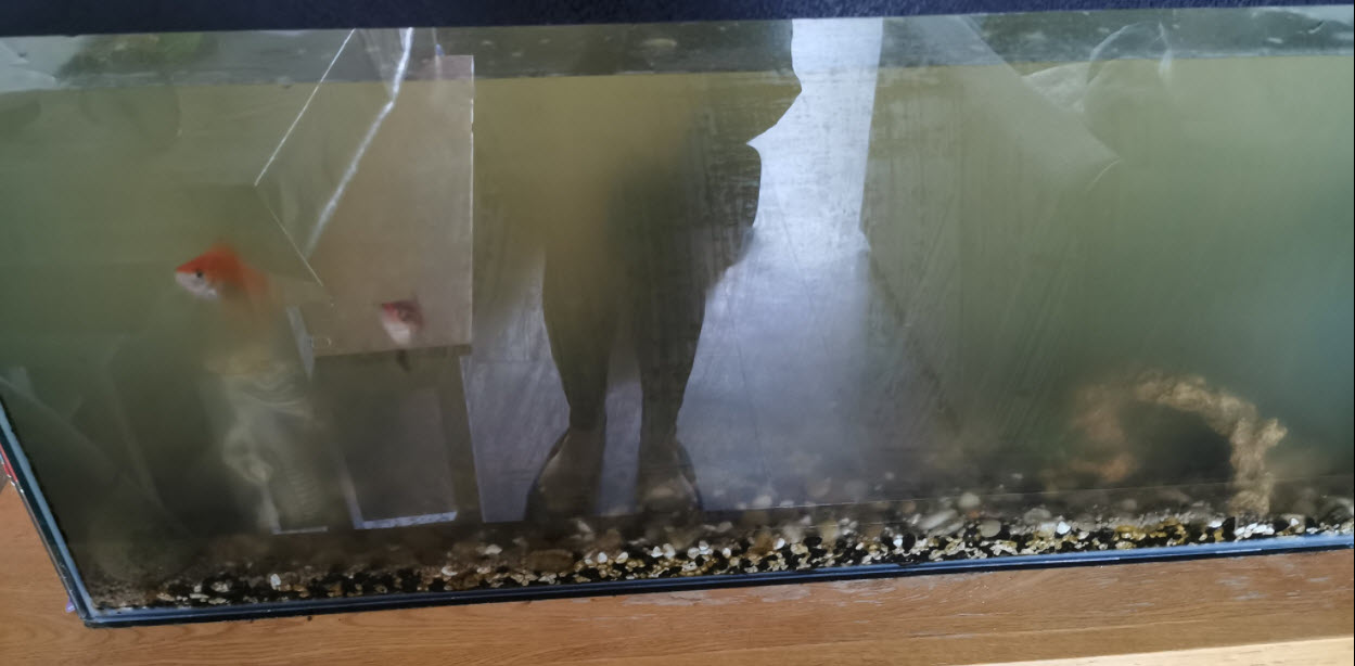 cloudy water in an aquarium