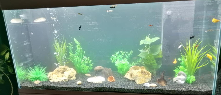 troebel water in een aquarium