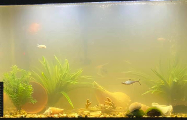 troebel water in een aquarium