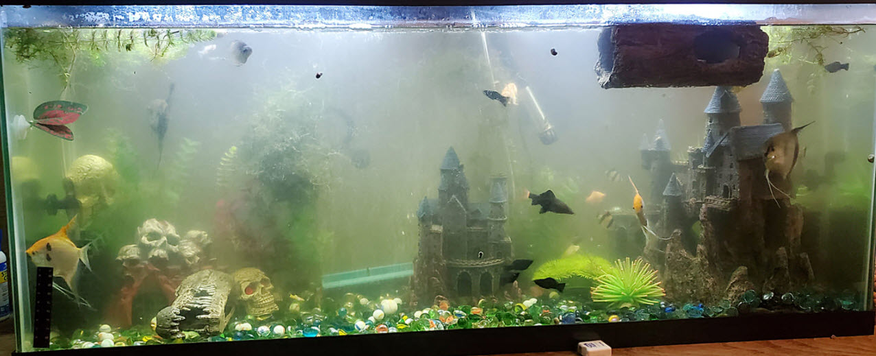 troebel water in een aquarium