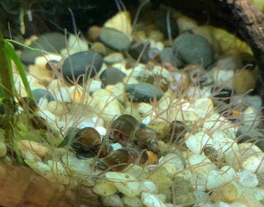 Tubifex Worms