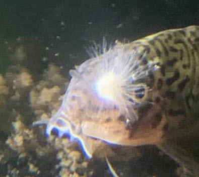 "Fungus" on an Aquarium Fish