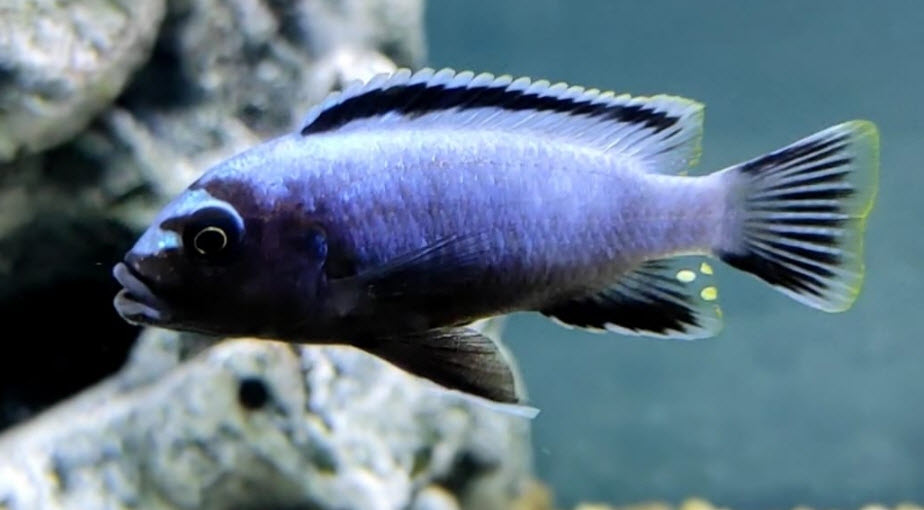 Pseudotropheus polit Lion's Cove