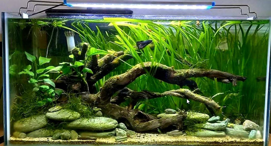 White Sand in a Planted Aquarium