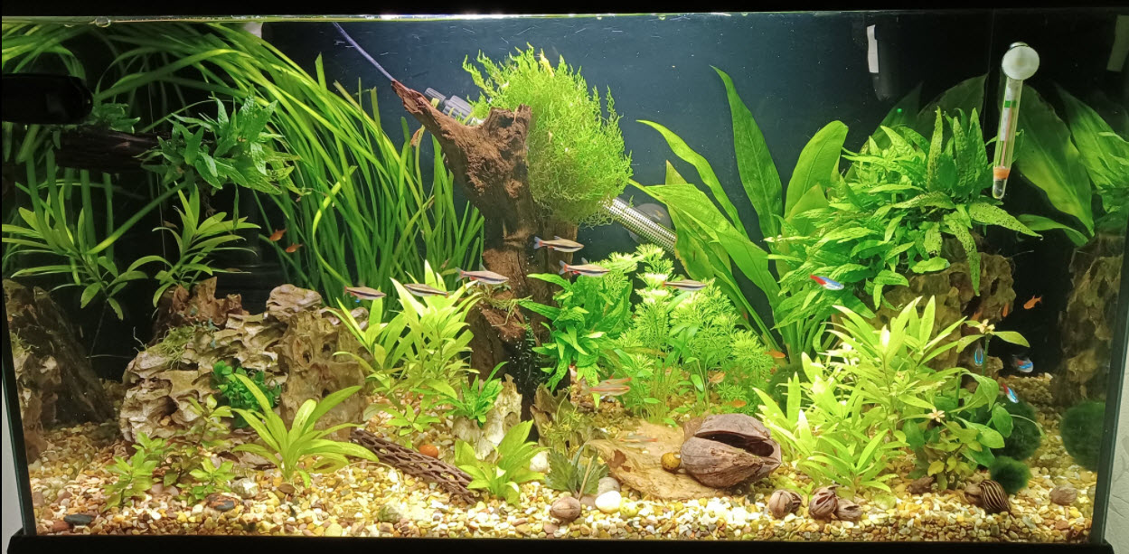 Beginner Aquarium