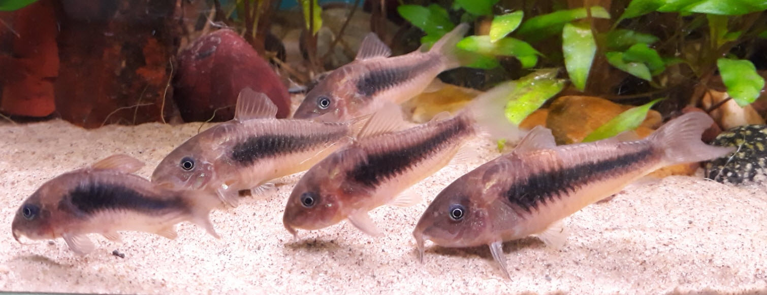 Corydora schultzei