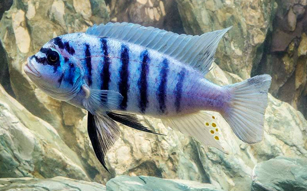 Maylandia zebra Chilumba Maison Reef