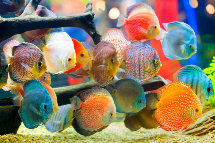 Symphysodon aequifasciatus discus