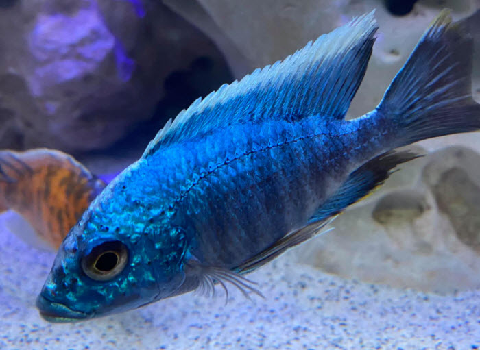 Turkis Peacock Pure Blue Strain