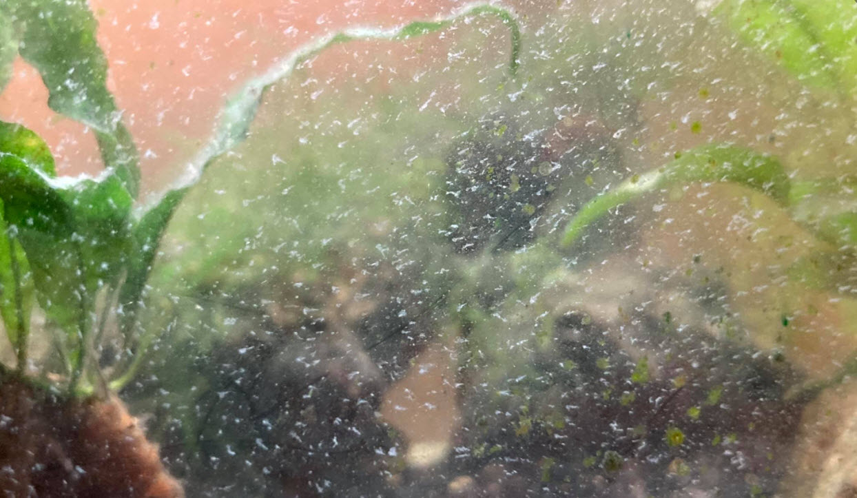 White Tufts on Aquarium Glass