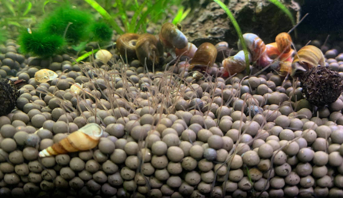 tubifex worms