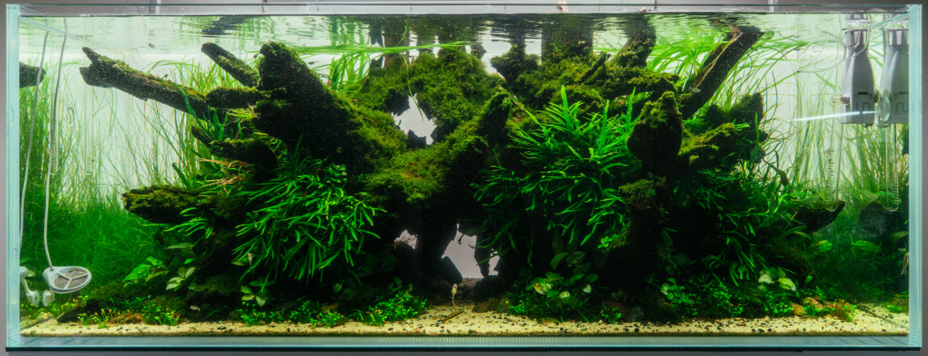 Planted Aquarium