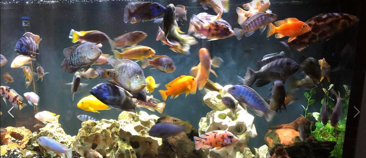 Heavily Stocked Aquarium