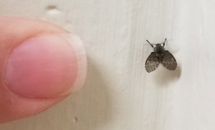 Adult Drain Fly