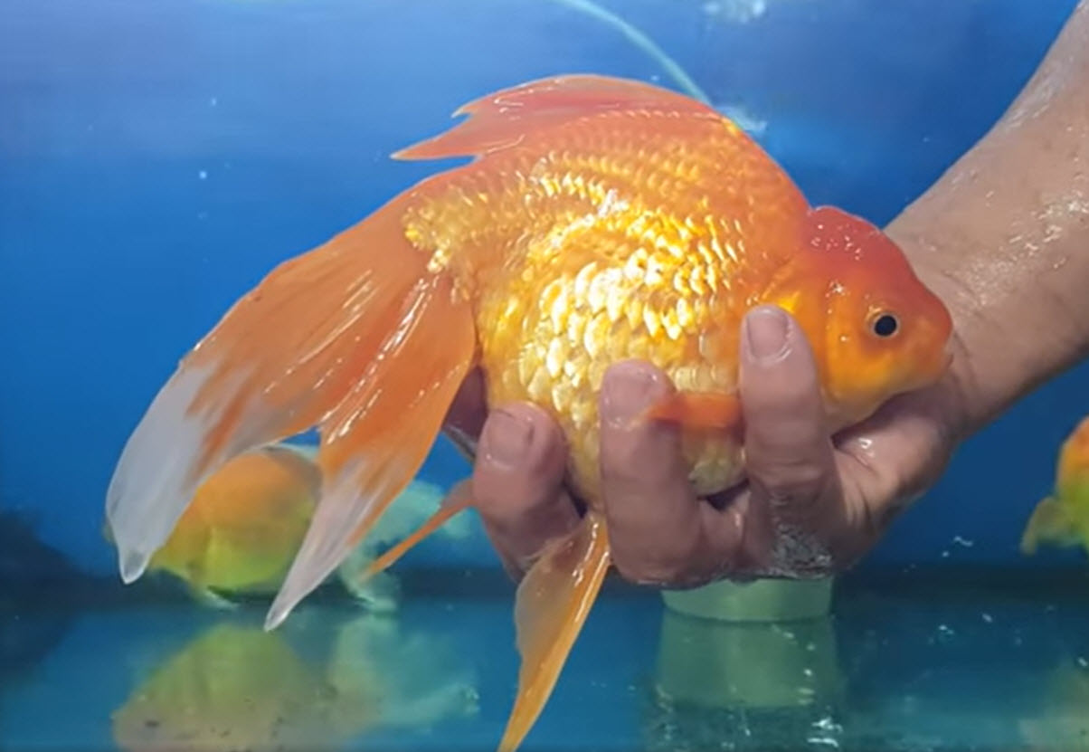 Largest Fancy Goldfish