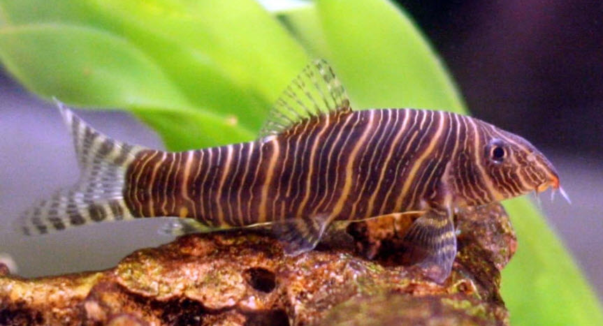 Botia striata, candystripe loach