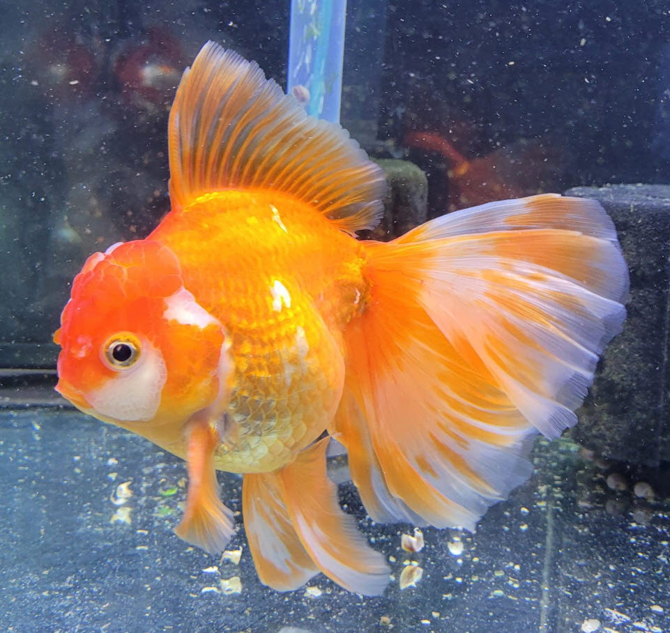 Fancy Goldfish