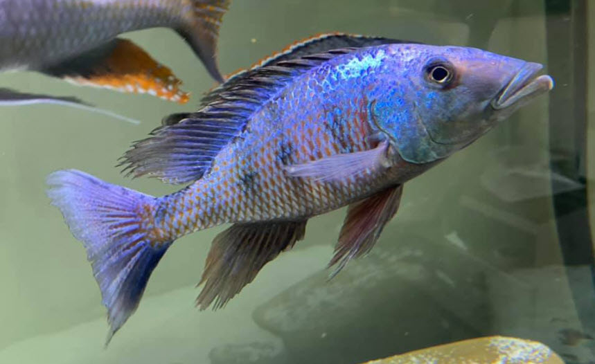 Fossorochromis rostratus