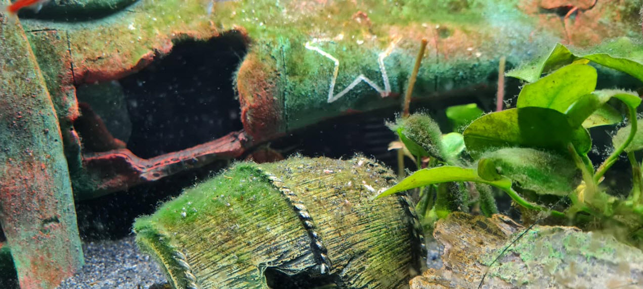 A mix of various algae and cyanobacteria species