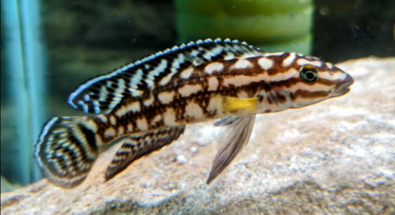 Julidochromis marlieri