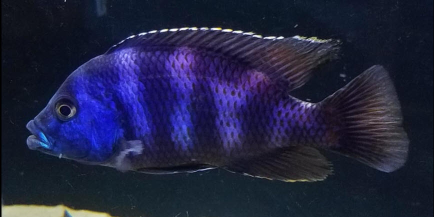 Placidochromis milomo Super VC10