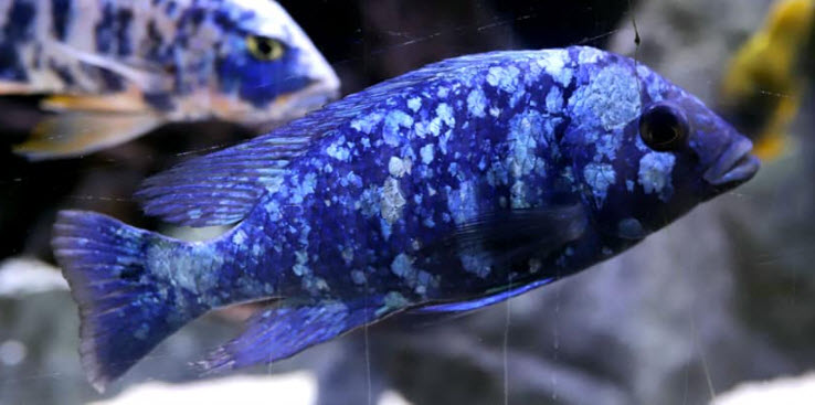 Placidochromis phenochilus Tanzania