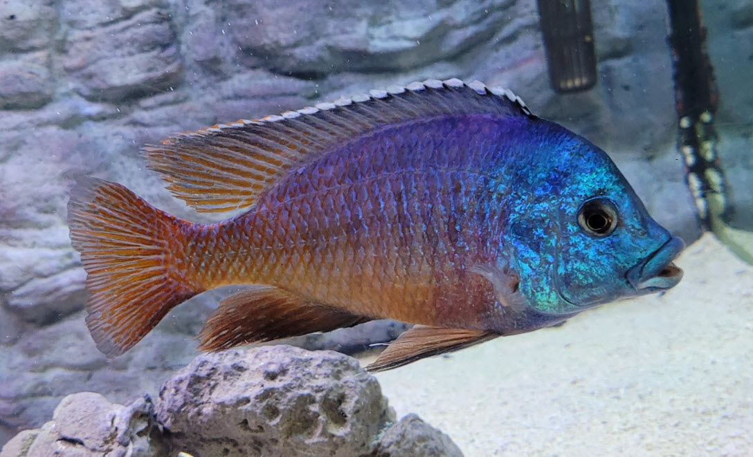 Protomelas taeniolatius Red Empress