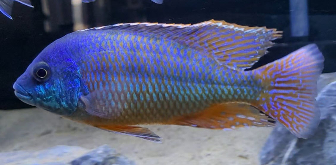 Protomelas taeniolatus Fire Hap