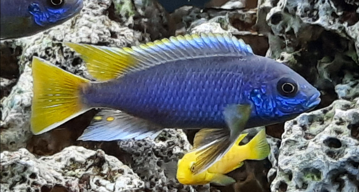 Pseudotropheus sp. acei