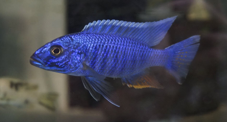 Sciaenochromis fryeri