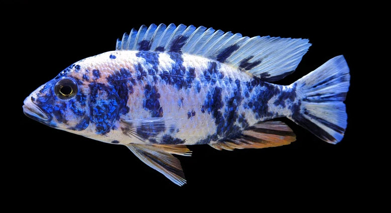 Sciaenochromis fryeri OB Hybrid