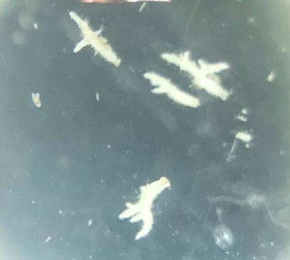 Slime Mold "Worms"