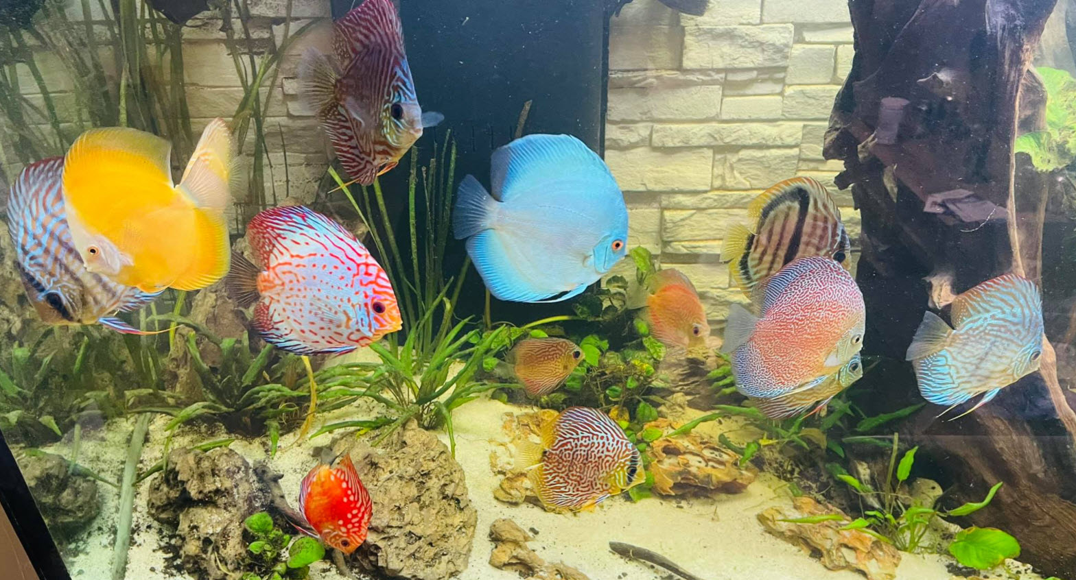 Symphysodon aequifasciatus Discus 