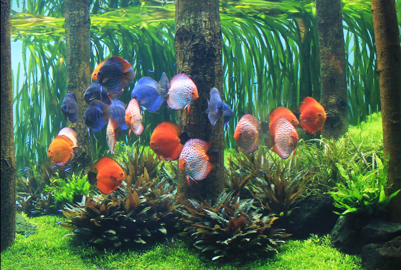 Symphysodon aequifasciatus Discus