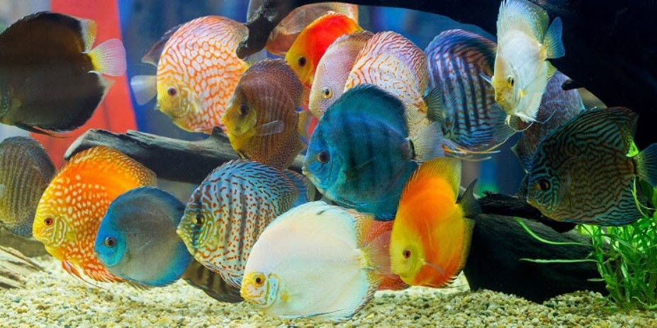 Symphysodon aequifasciatus discus