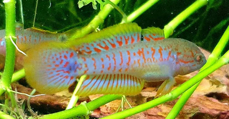 Tateurndina ocellicauda peacock gudgeon