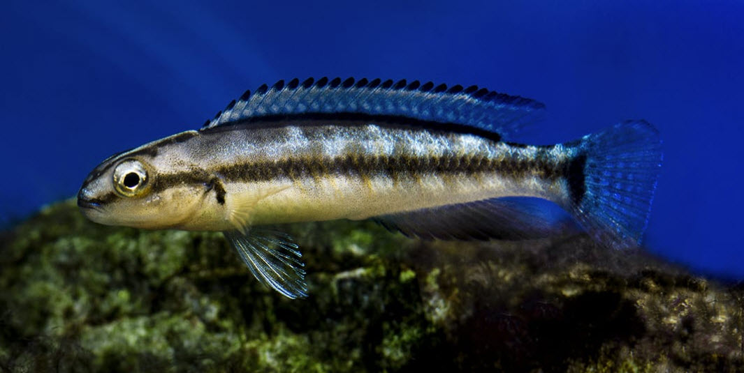 Telmatochromis vittatus