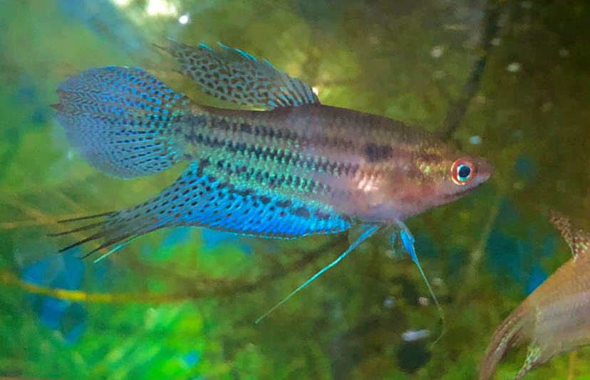 Trichopsis vittata Crooking Gourami