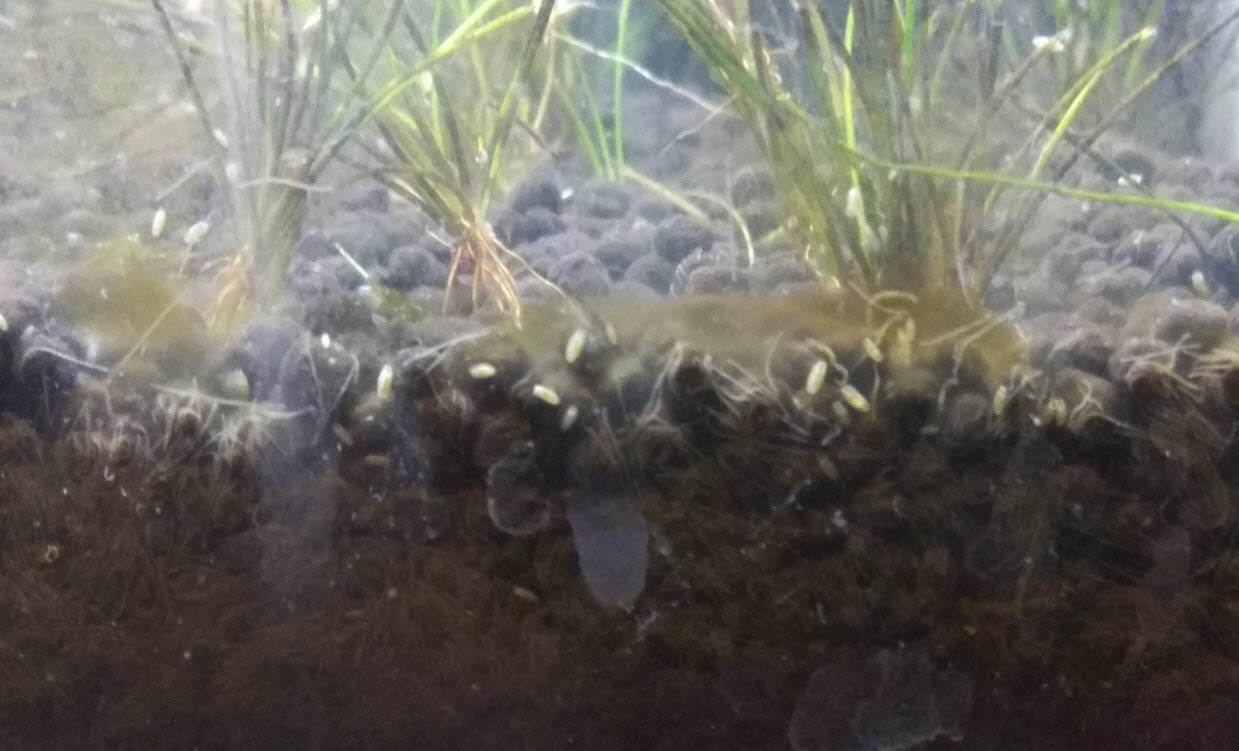 Detritus Worms