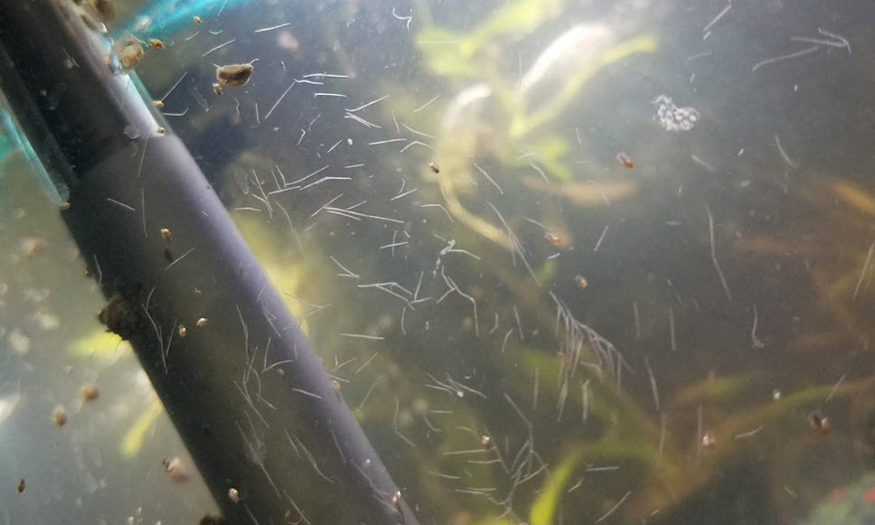 Detritus Worms